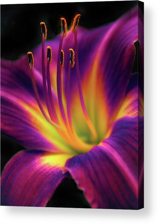 Daylily Acrylic Print featuring the photograph Ruby Spider Daylily  by Jessica Jenney