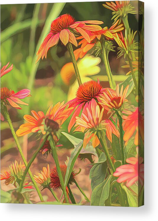 Echinacea Acrylic Print featuring the photograph Echinacea Garden by Lorraine Baum