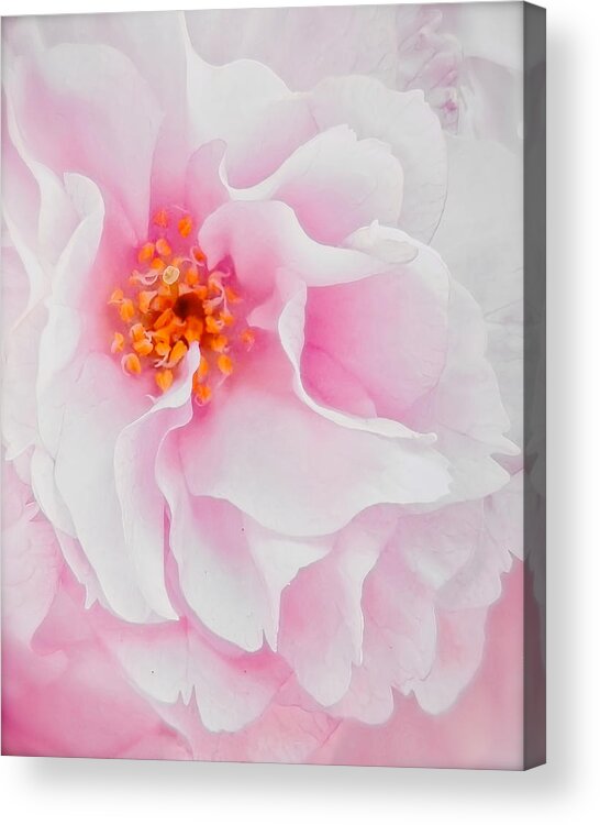 Cherry Tree Blossom Acrylic Print featuring the photograph Emergence by Zayne Diamond