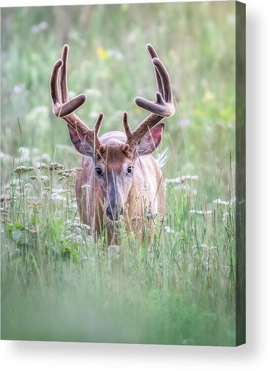 Deer Acrylic Print featuring the photograph Eyes Forward by James Overesch
