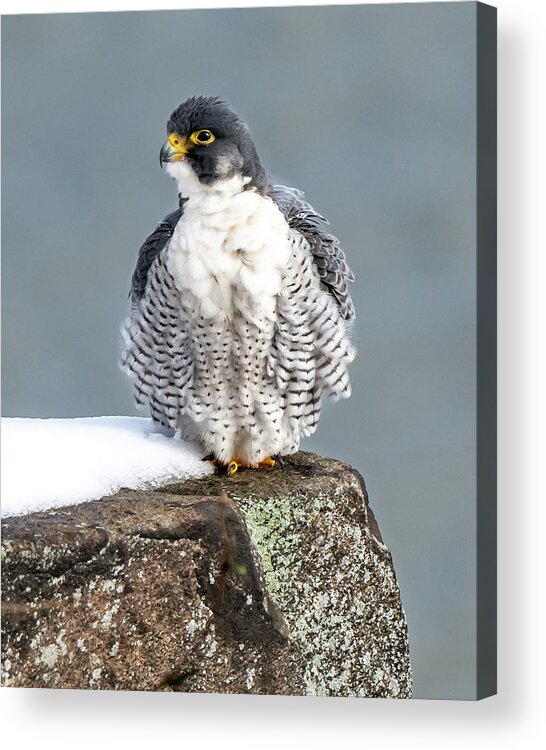 Birds Acrylic Print featuring the photograph Falcon in Winter-4 by Kevin Suttlehan