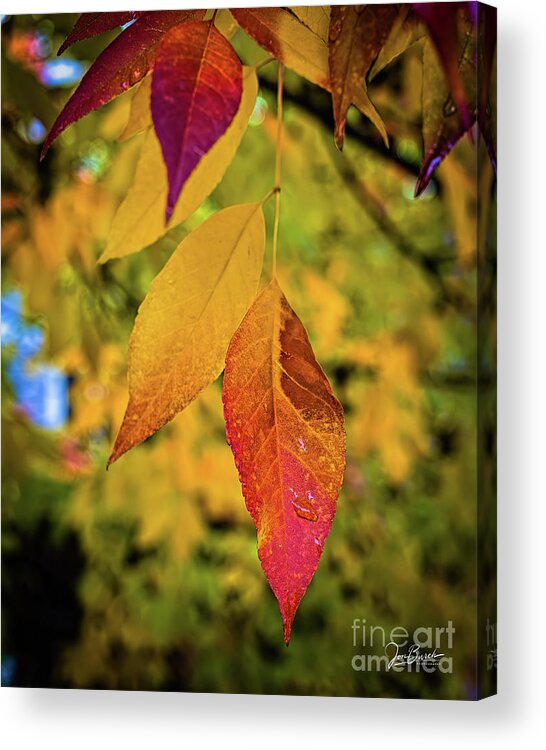 Jon Burch Acrylic Print featuring the photograph Fall Leaves by Jon Burch Photography