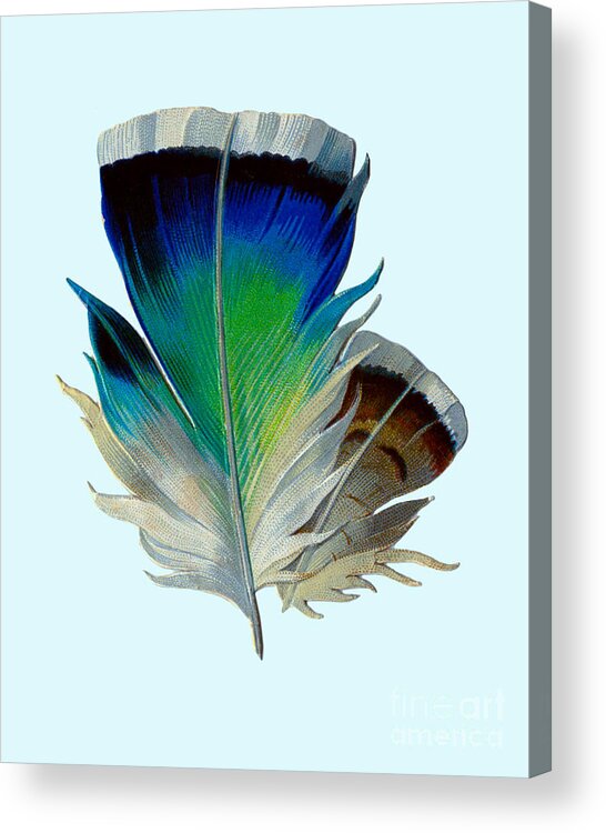 Feather Acrylic Print featuring the digital art Feather In Blue And Green by Madame Memento