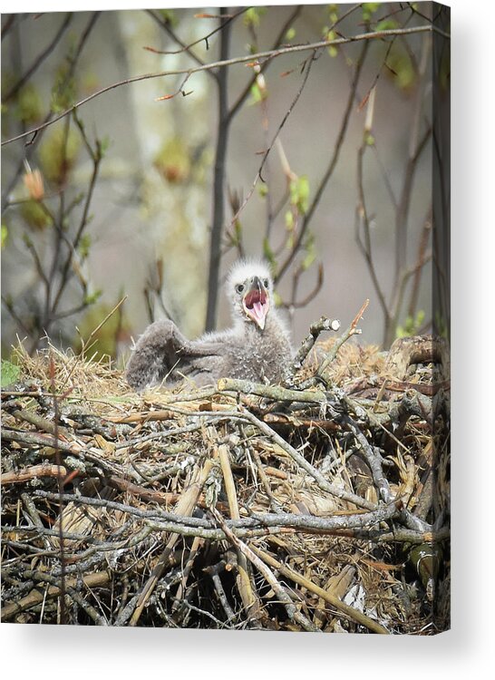 Baby Eagle Acrylic Print featuring the photograph Feed Me by Michelle Wittensoldner