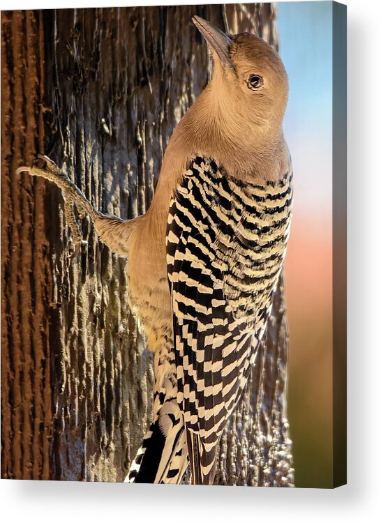 Animal Acrylic Print featuring the photograph Female Gila Woodpecker 220930 by Mark Myhaver