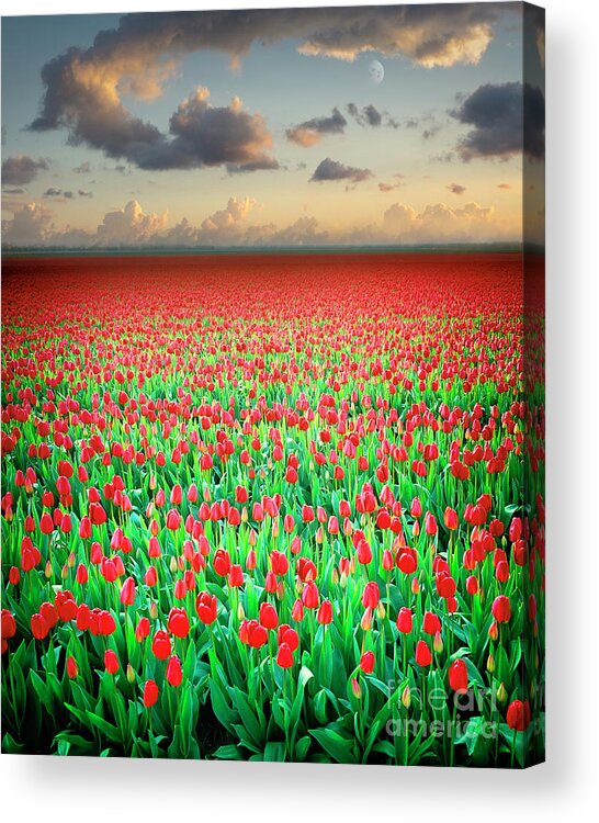 Nag894678c Acrylic Print featuring the photograph Field of Tulips by Edmund Nagele FRPS