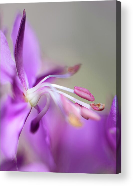 Fireweed Acrylic Print featuring the photograph Fireweed Close Up by Karen Rispin
