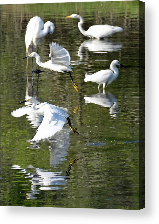 Birds Acrylic Print featuring the photograph Fish and Fly by Bruce Gourley
