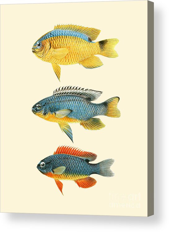 Fish Acrylic Print featuring the digital art Fish Collection by Madame Memento
