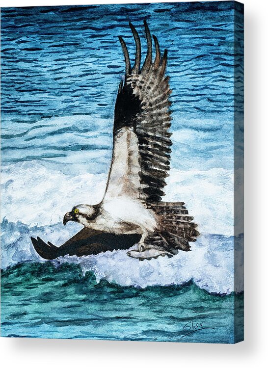 American Bald Eagles Acrylic Print featuring the painting Flying Home With Dinner - Watercolor Art by Sher Nasser