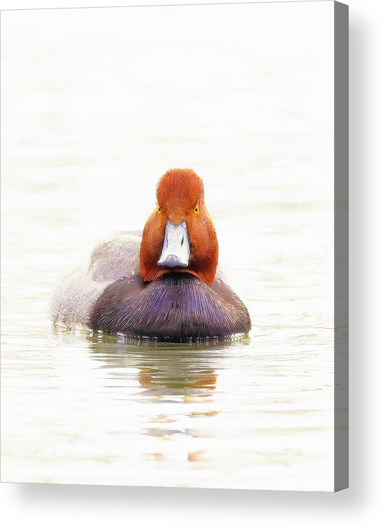 Duck Acrylic Print featuring the photograph Foggy Morning Redhead by Jim E Johnson