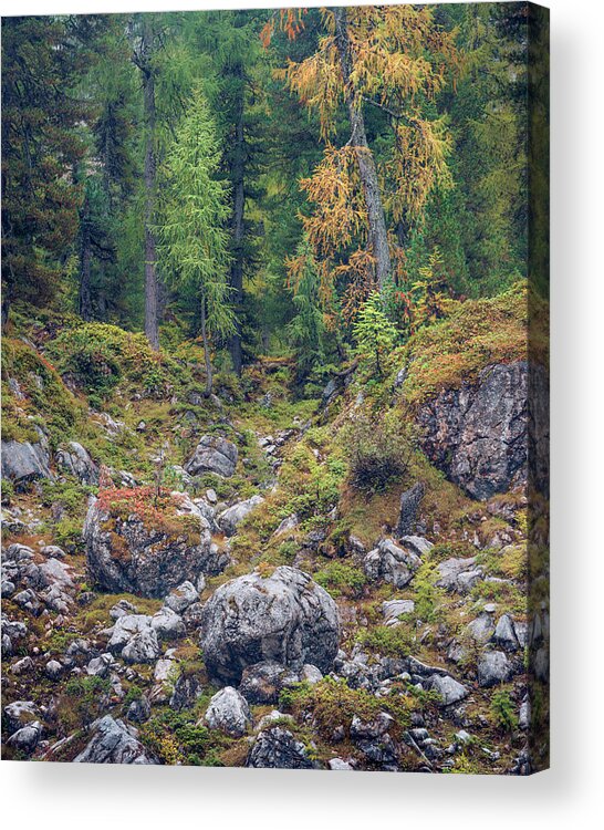 Forest Acrylic Print featuring the photograph Foundlings and Larches, Reiter Alpe by Alexander Kunz