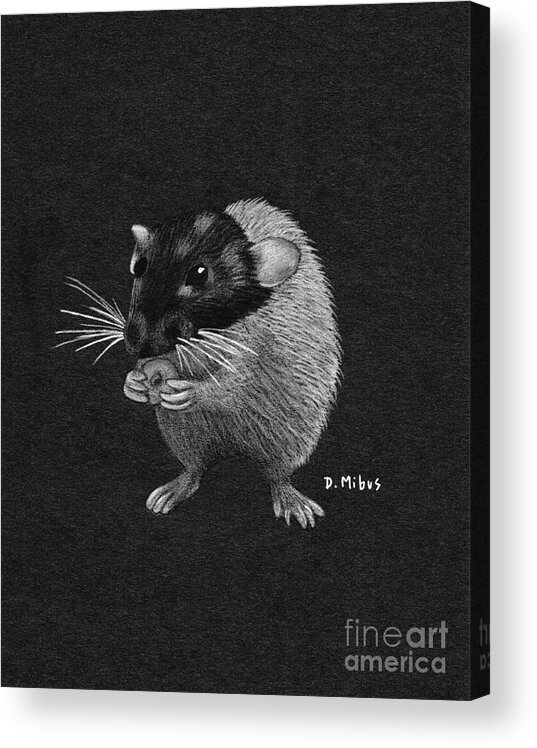 Dumbo Rat Acrylic Print featuring the drawing Frances Eats a Donut Black and White by Donna Mibus