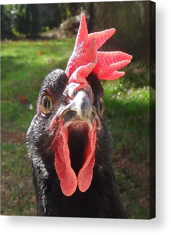 Hen Acrylic Print featuring the photograph Funny Hen by Joelle Philibert