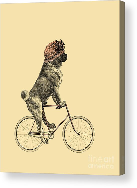 Pug Acrylic Print featuring the digital art Funny Pug On Bicycle by Madame Memento