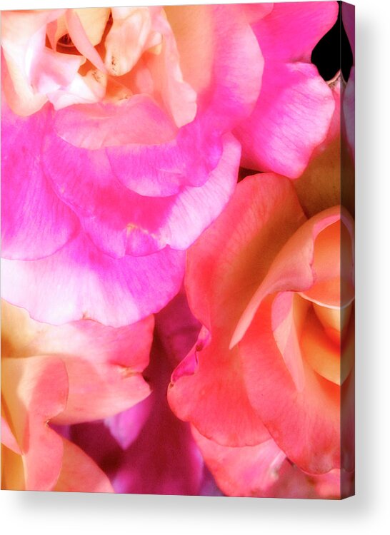 Pink Acrylic Print featuring the photograph GETTING LOST IN PINK PETALS Palm Springs CA by William Dey