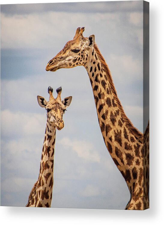 Giraffes Acrylic Print featuring the photograph Giraffes Mom and Calf by Janis Knight