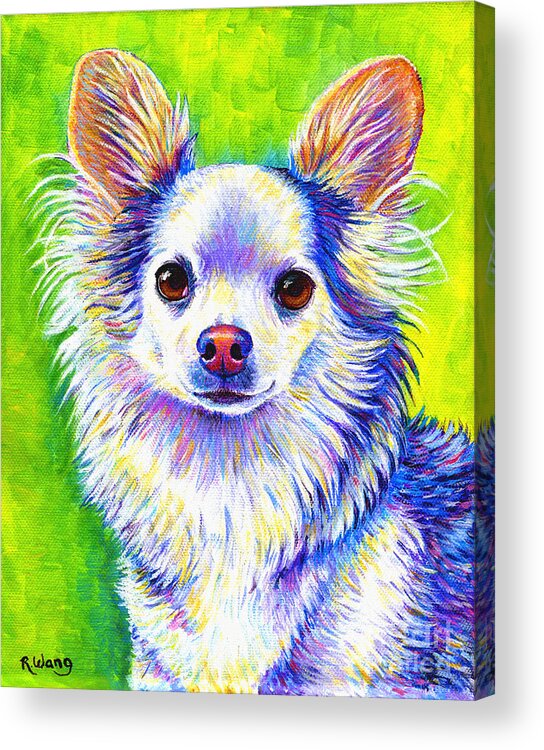 Chihuahua Acrylic Print featuring the painting Colorful Cute Longhaired Chihuahua Dog by Rebecca Wang