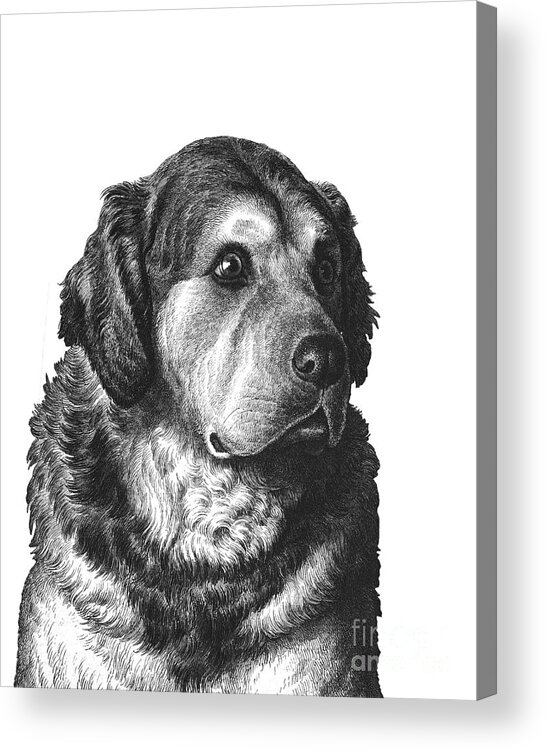 Pyrenean Mountain Dog Acrylic Print featuring the digital art Golden Retriever Portrait by Madame Memento