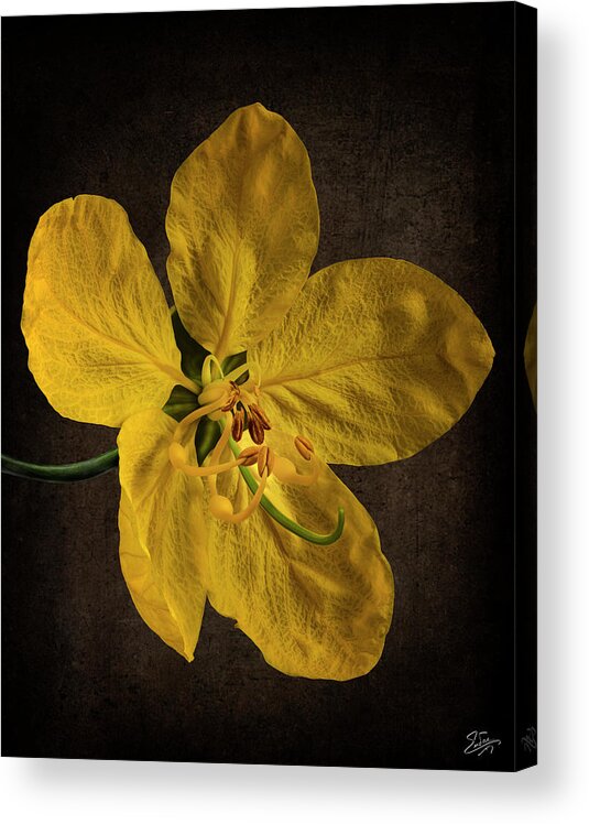Golden Shower Flower Acrylic Print featuring the photograph Golden Shower Flower by Endre Balogh