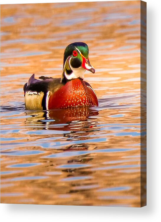 Duck Acrylic Print featuring the photograph Gorgeous Wood Duck by Susan Rydberg