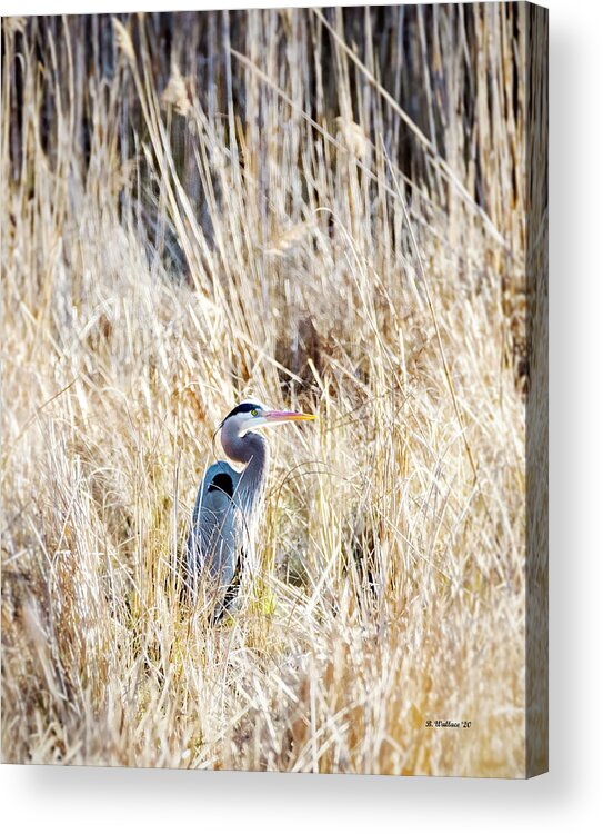 2d Acrylic Print featuring the photograph Great Blue Heron In Marsh Grass by Brian Wallace