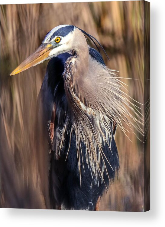 Bird Acrylic Print featuring the photograph Great Blue Heron Portrait I by Susan Rydberg