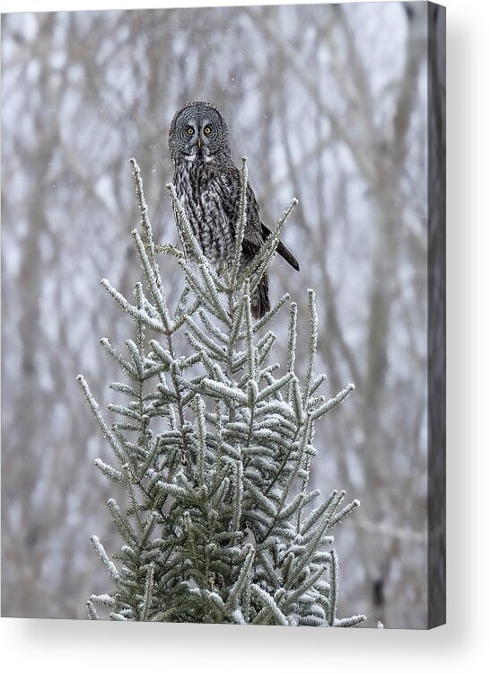 Great Grey Owl Acrylic Print featuring the photograph Great Grey by James Overesch