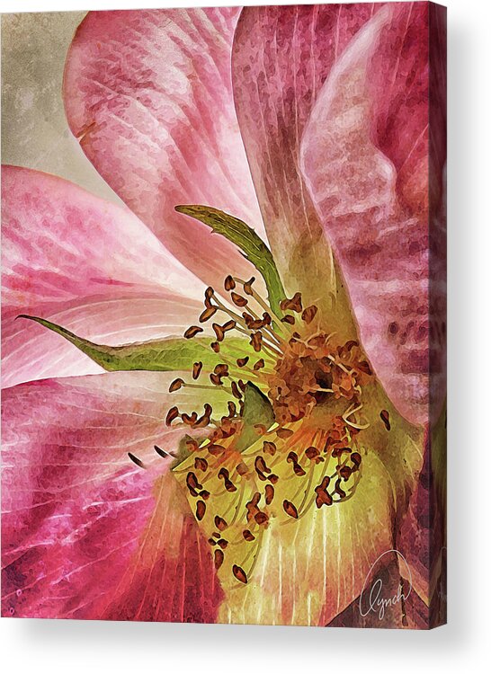 Flower Acrylic Print featuring the photograph Gypsy Rose by Karen Lynch