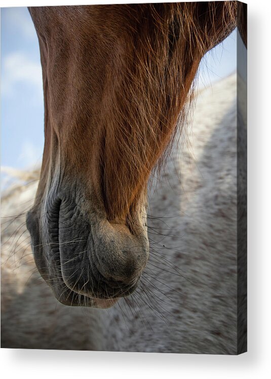 Horses Acrylic Print featuring the photograph Hanging Out by M Kathleen Warren
