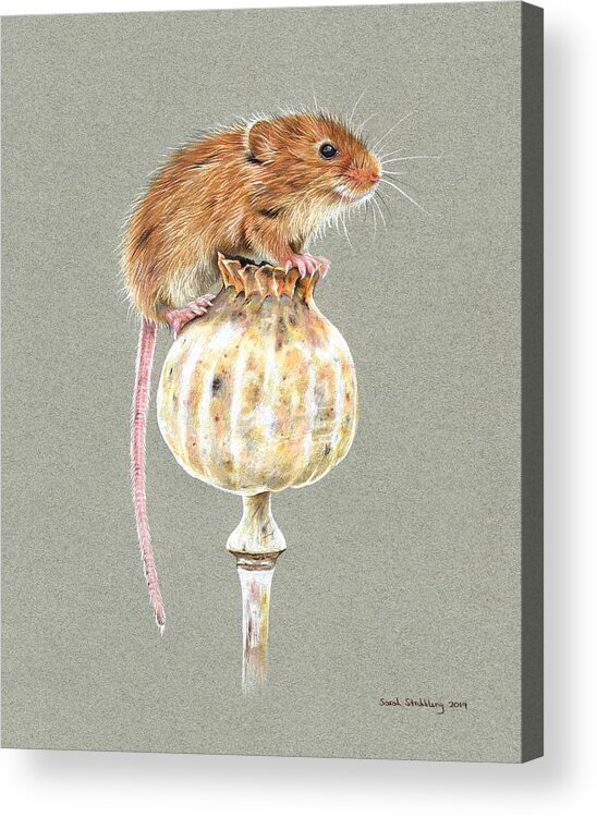 Harvest Mouse Acrylic Print by Sarah Stribbling  Fine Art America