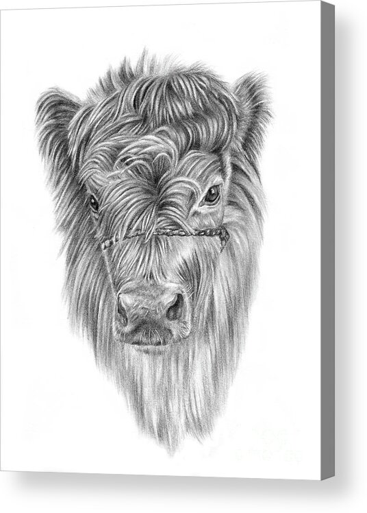 Highland Calf Acrylic Print featuring the drawing Highland Calf by Pencil Paws