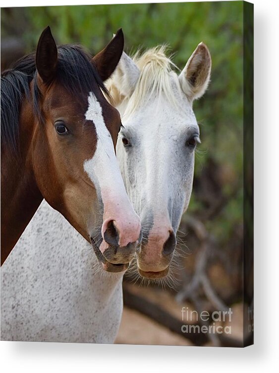 Salt River Wild Horses Acrylic Print featuring the digital art Hot to Trot by Tammy Keyes