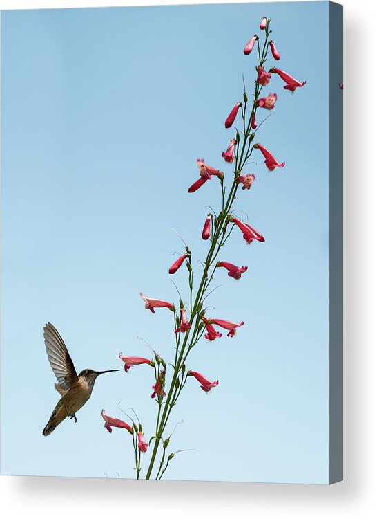 Hummingbird Acrylic Print featuring the photograph Hummingbird 2 by Stephen Holst