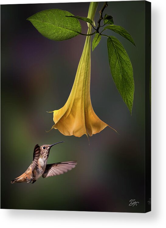 Hummingbird Acrylic Print featuring the photograph Hummingbird and Angel Trumpet by Endre Balogh