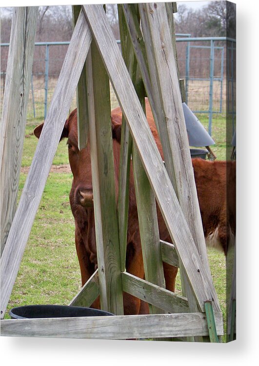 Cow Acrylic Print featuring the photograph I see you by Darren Yarborough