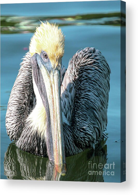 Brown Pelican Acrylic Print featuring the photograph I see you, says Brownie by Joanne Carey