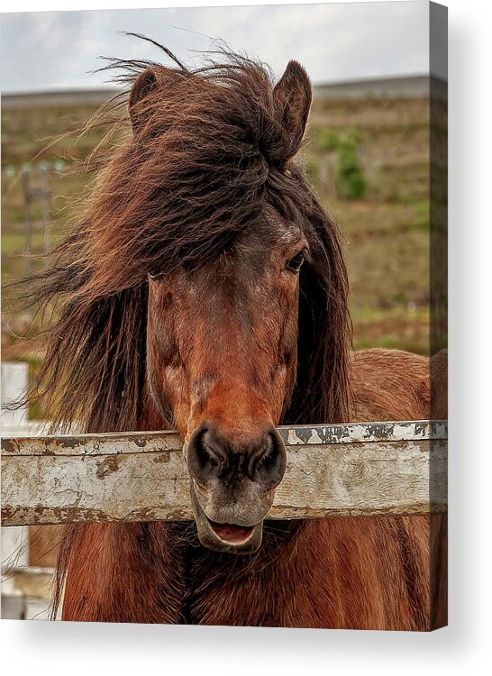 Iceland Acrylic Print featuring the photograph Icelandic Horse by Wade Aiken