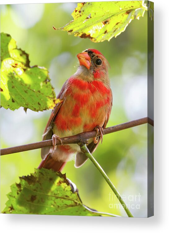 Cardinals Acrylic Print featuring the photograph I'm Molting I'm Molting by Chris Scroggins