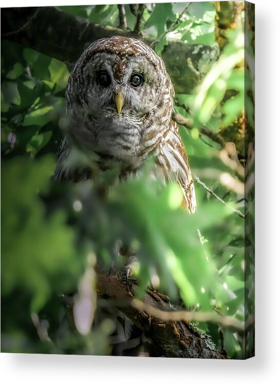 Barred Owl Acrylic Print featuring the photograph In The Dark by James Overesch