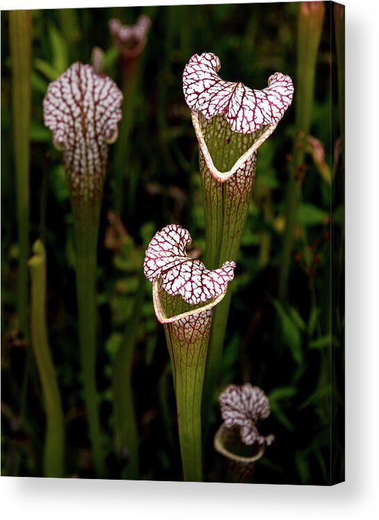 James C Mcdaniel Iii Acrylic Print featuring the photograph Insect Eating Pitcher Plant by Travel Quest Photography