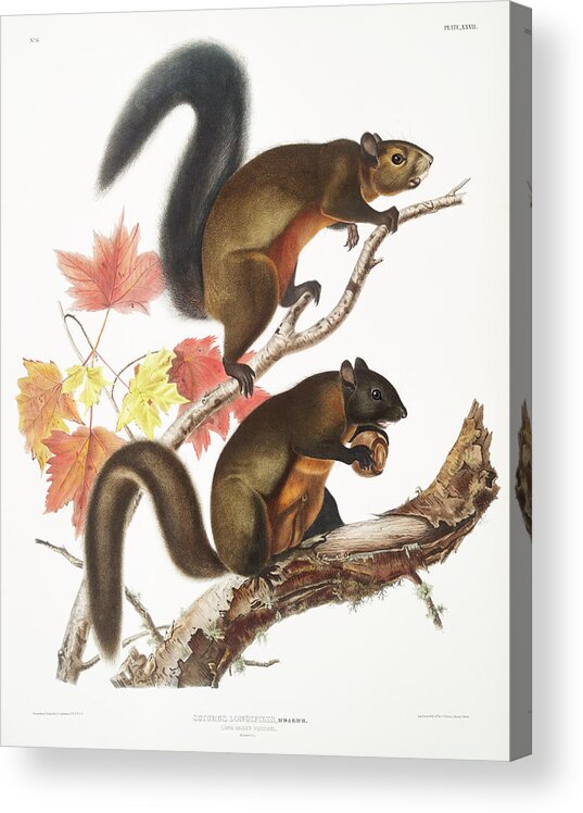 Squirrel Acrylic Print featuring the mixed media John Woodhouse Audubon by World Art Collective