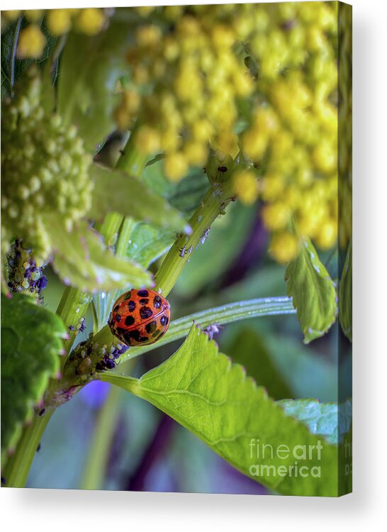 Coccinella Acrylic Print featuring the photograph Ladybug Coccinella septempunctata by Gemma Mae Flores Sellers