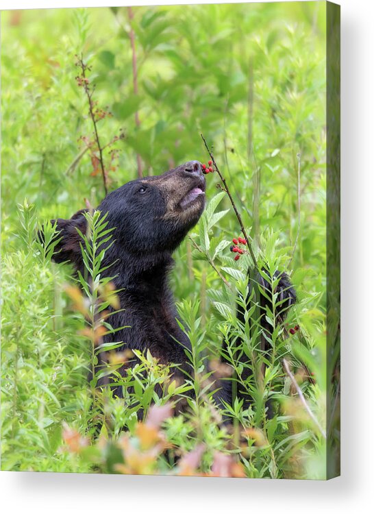 Black Bear Acrylic Print featuring the photograph Little Berry Eater - Black Bear Yearling by Susan Rissi Tregoning