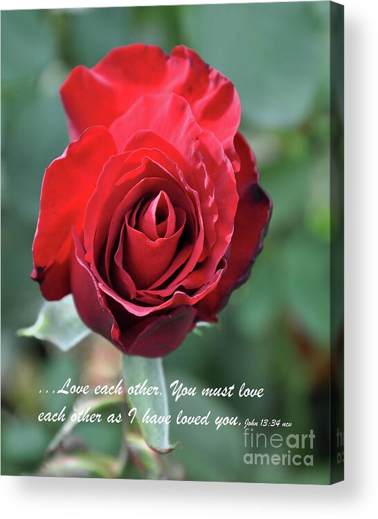 Red-rose Acrylic Print featuring the digital art Love Each Other Red Rose Bloom by Kirt Tisdale