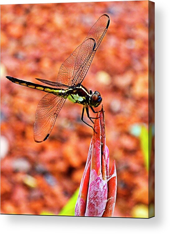 Dragonfly Acrylic Print featuring the photograph Lovely Dragonfly by Bill Barber
