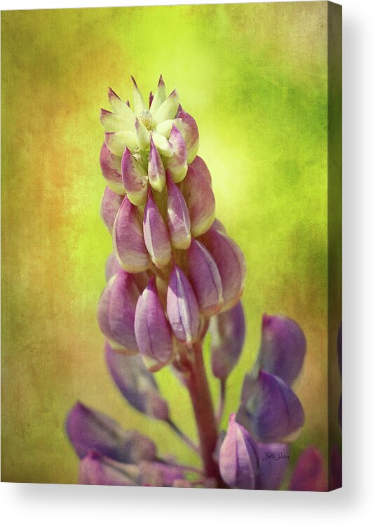 Lupine Acrylic Print featuring the photograph Lupine Flower by Betty Denise