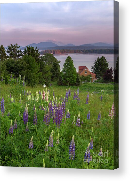 Maine Acrylic Print featuring the photograph Lupine Sunset by Karin Pinkham