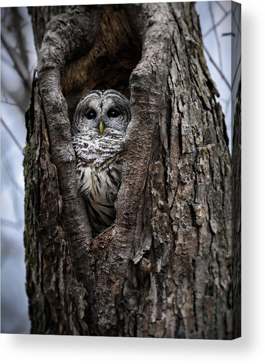 Barred Owl Acrylic Print featuring the photograph Lurker by James Overesch