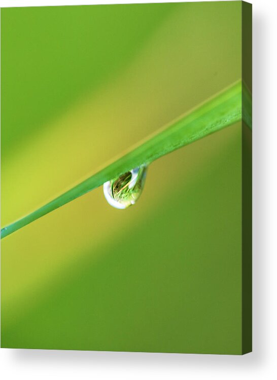 Plants Acrylic Print featuring the photograph Macro Photography - Rain Drop by Amelia Pearn